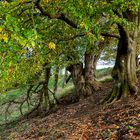 imposante Bäume am Weinfelder Maar -Herbst 