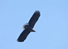 Imposanter Anblick...... (Seeadler)