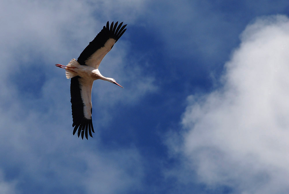 impossante Flieger