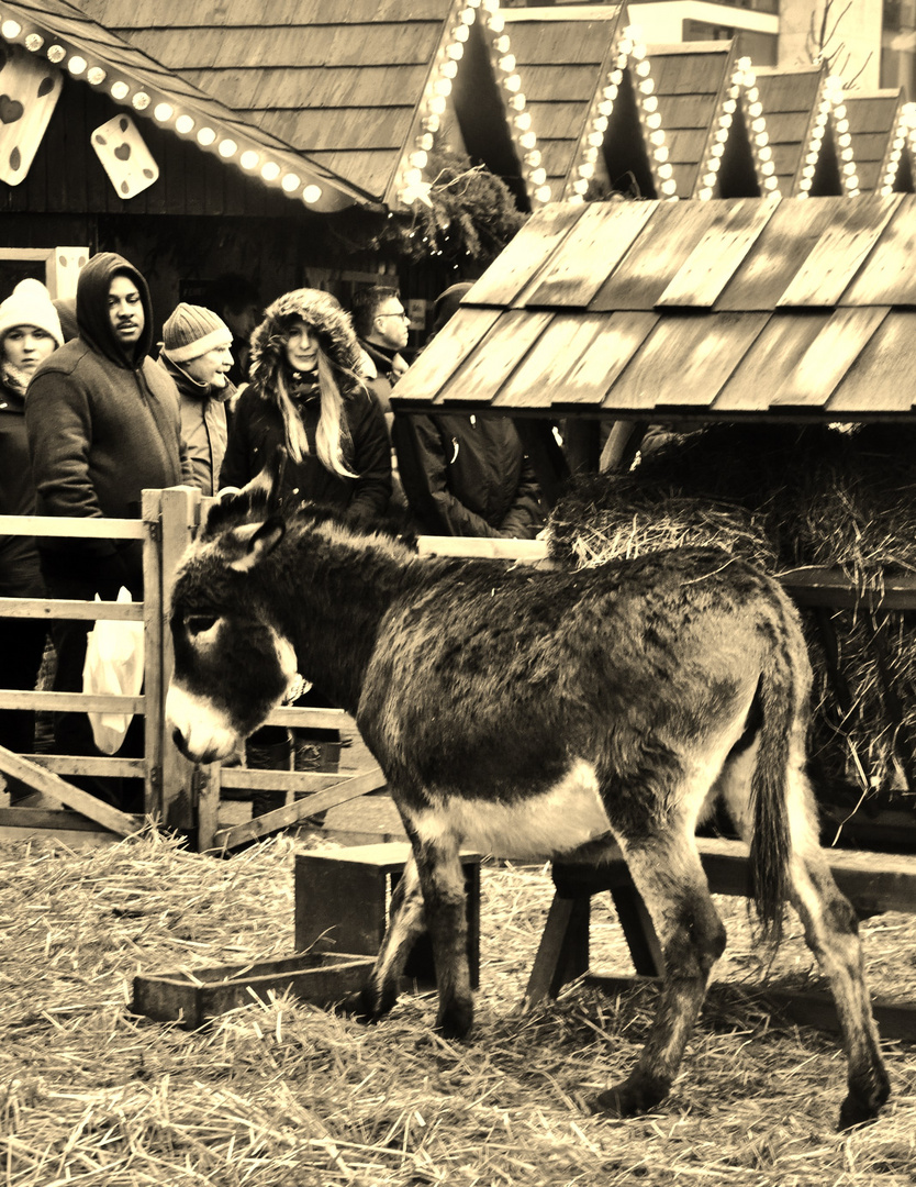 Imppressionen auf dem Ulmer Weihnachtsmarkt 3