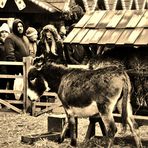 Imppressionen auf dem Ulmer Weihnachtsmarkt 3