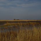 Impression am Neusiedler See bei Illmitz