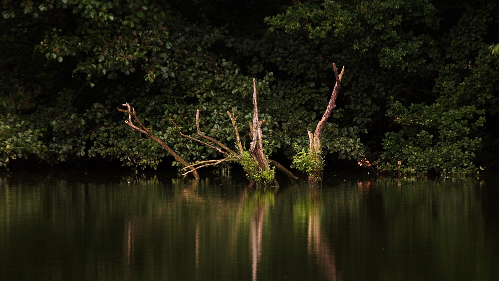 Impression am Teich