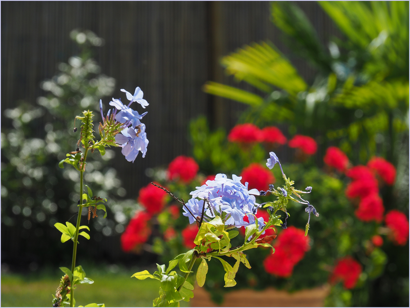 Impression au jardin