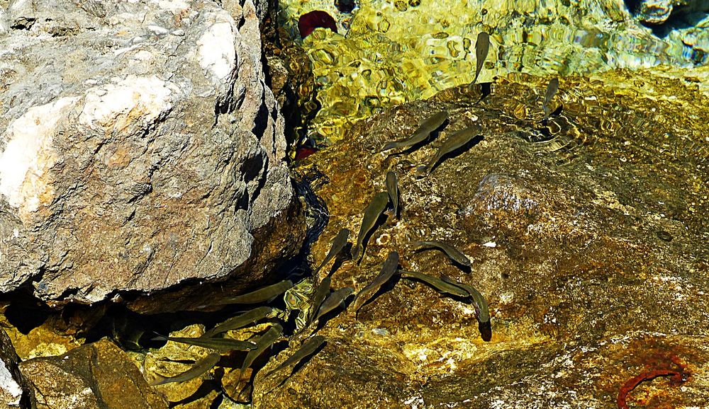 Impression aus Dalmatien 7 Foto &amp; Bild | europe, balkans, tiere Bilder ...