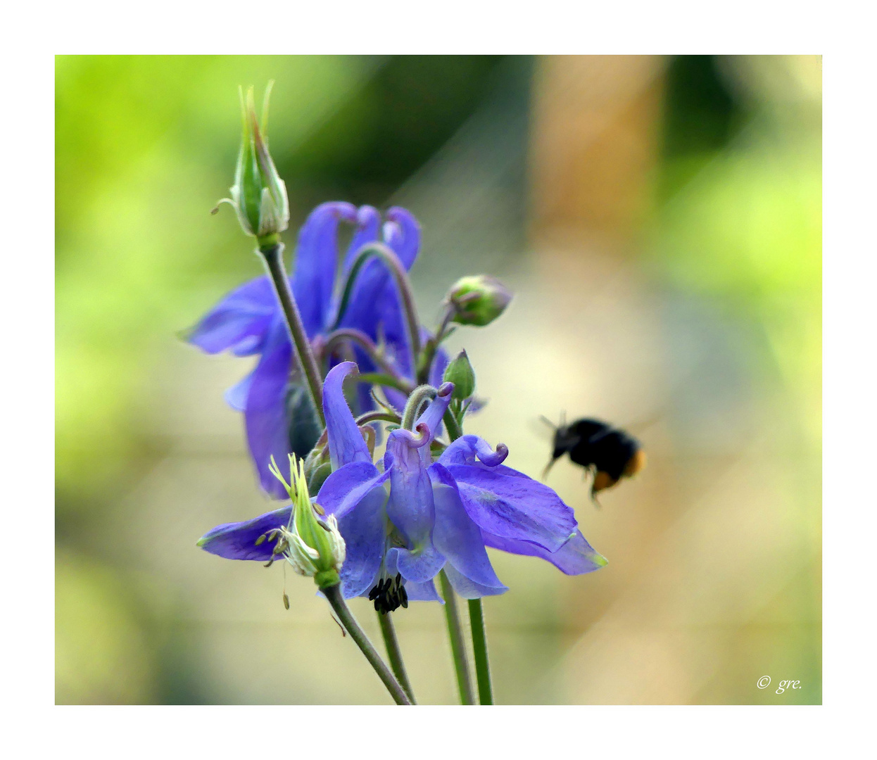 Impression aus dem Garten…… Foto & Bild mai, blüten