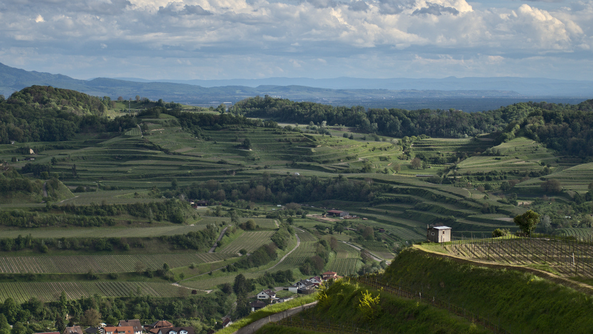 Impression aus dem Kaiserstuhl