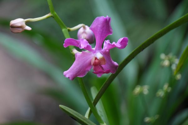 ...Impression aus dem Paradise Garten...