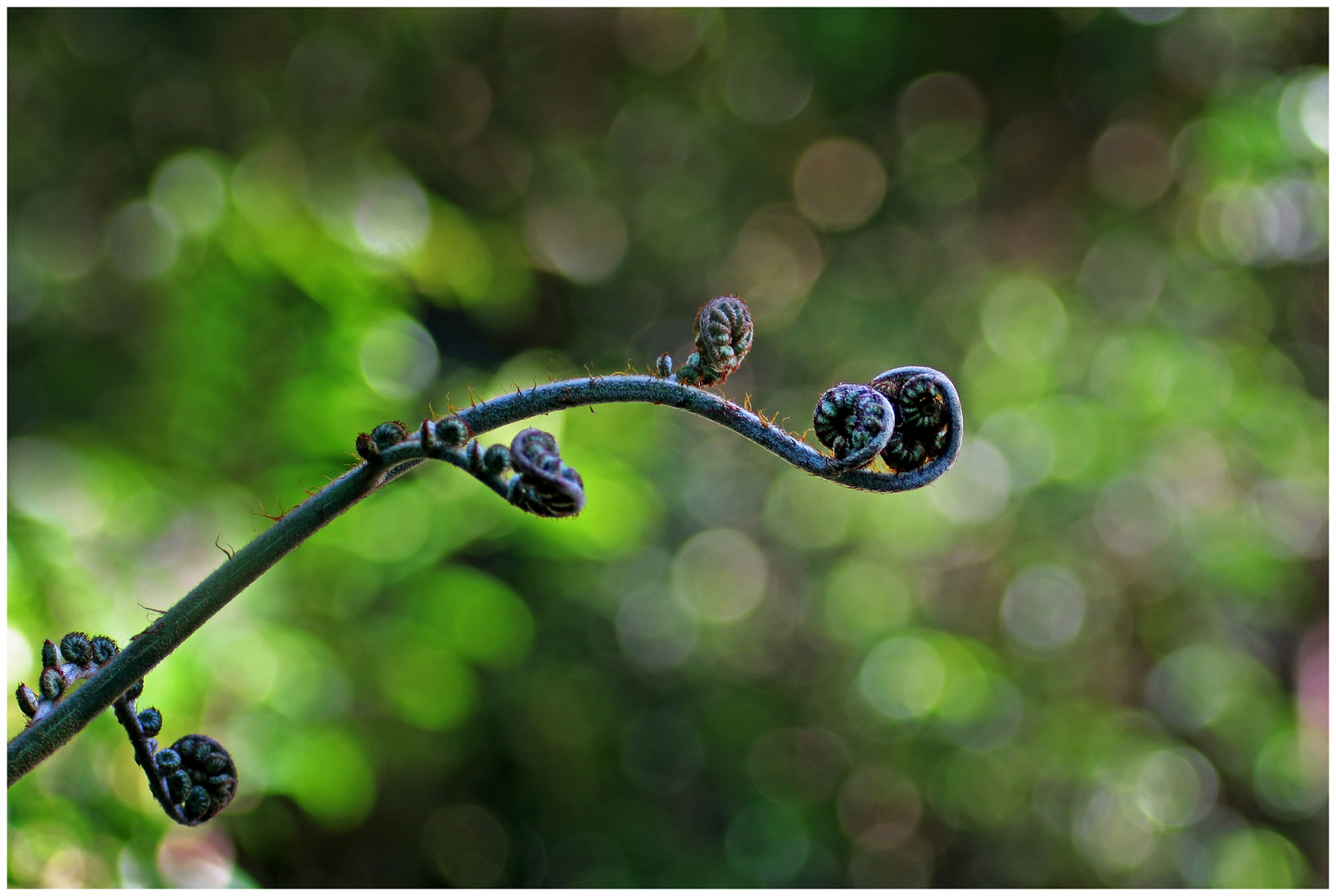 Impression aus dem Regenwald