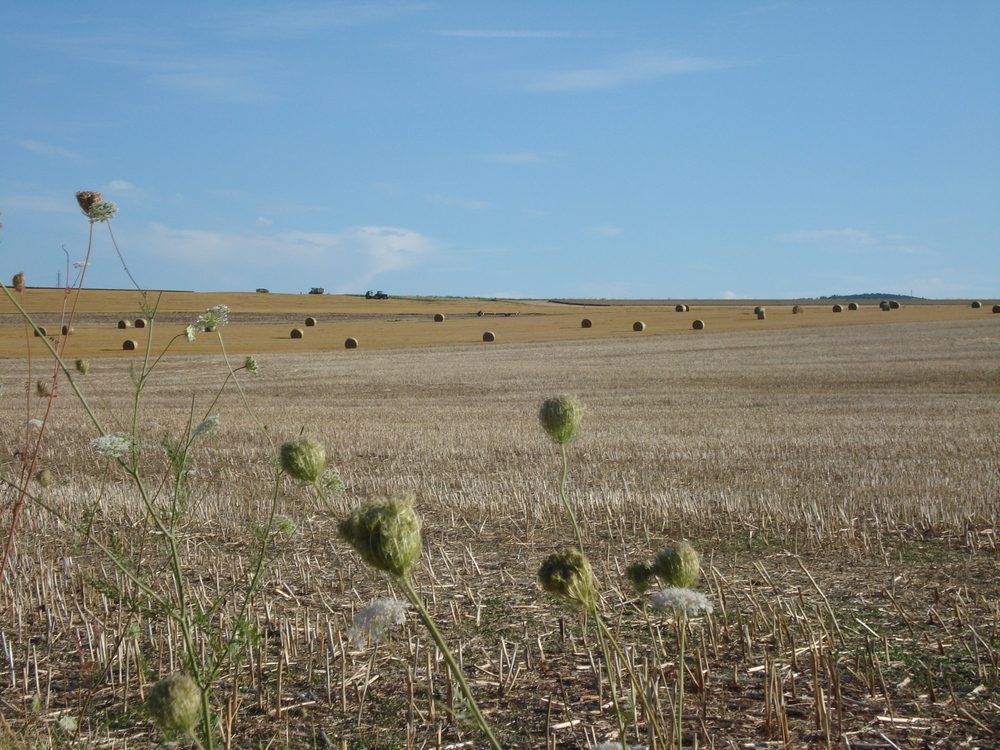 Impression aus der Nordpfalz ( Hallgarten )