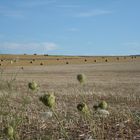 Impression aus der Nordpfalz ( Hallgarten )