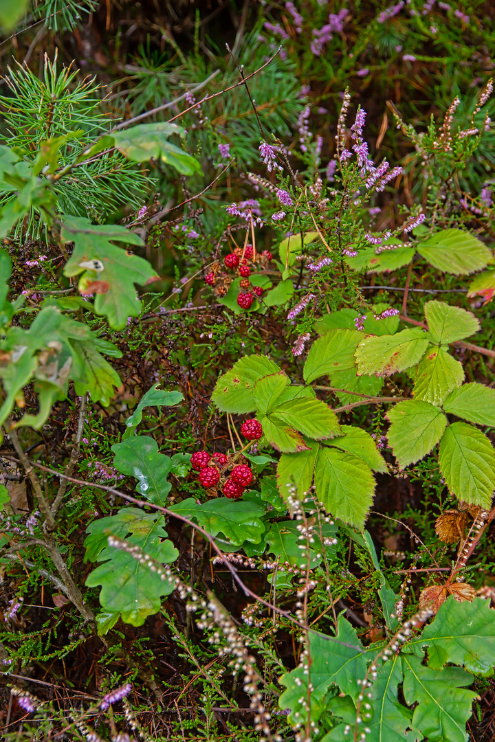 Impression aus der Wahner Heide