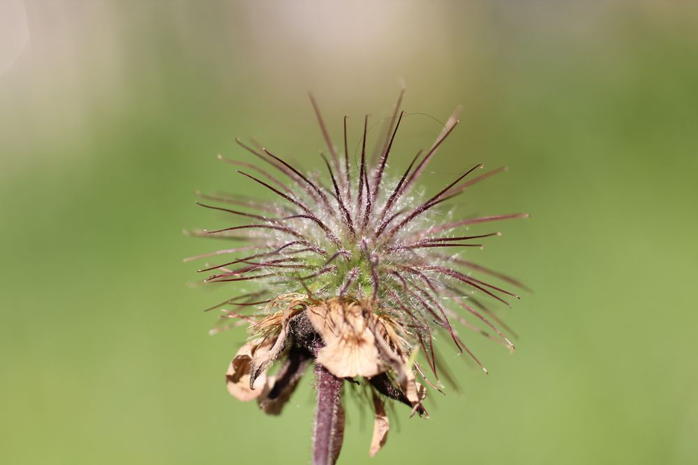 Impression aus unserem Garten