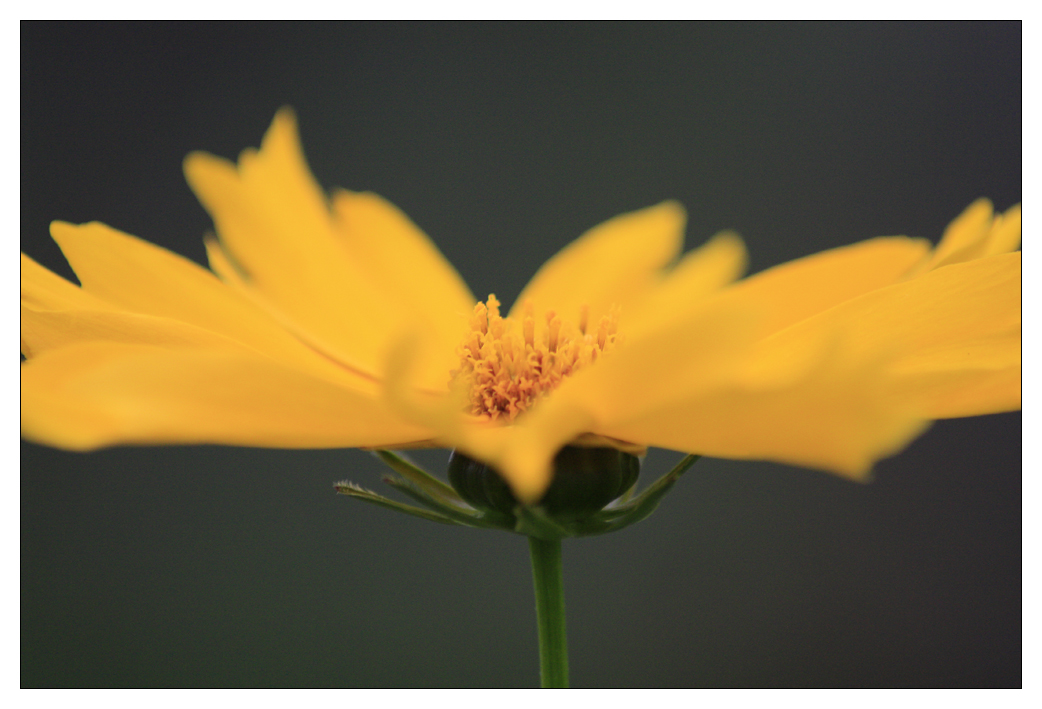 Impression Botanischer Garten Leipzig