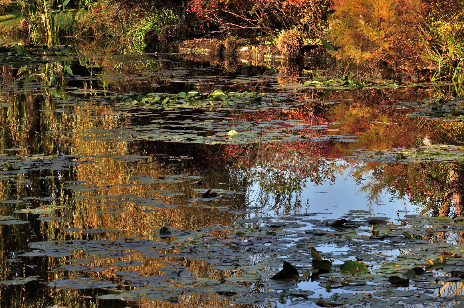 impression d'automne sur l'étang