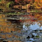 impression d'automne sur l'étang