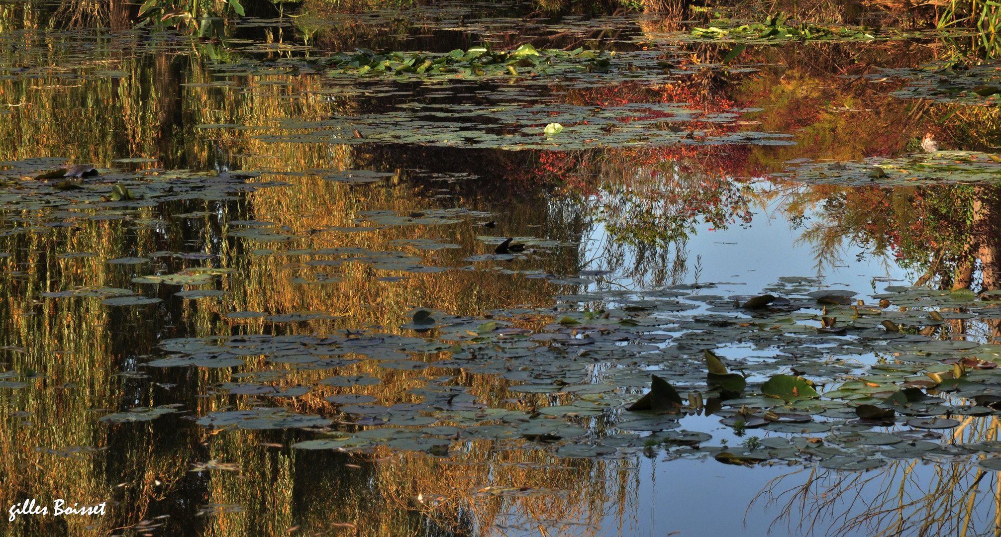 impression d'automne sur l'étang 