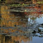impression d'automne sur l'étang 