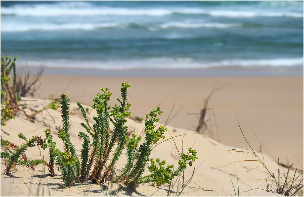 Impression en haut de la dune