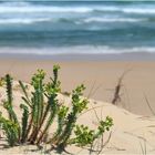 Impression en haut de la dune