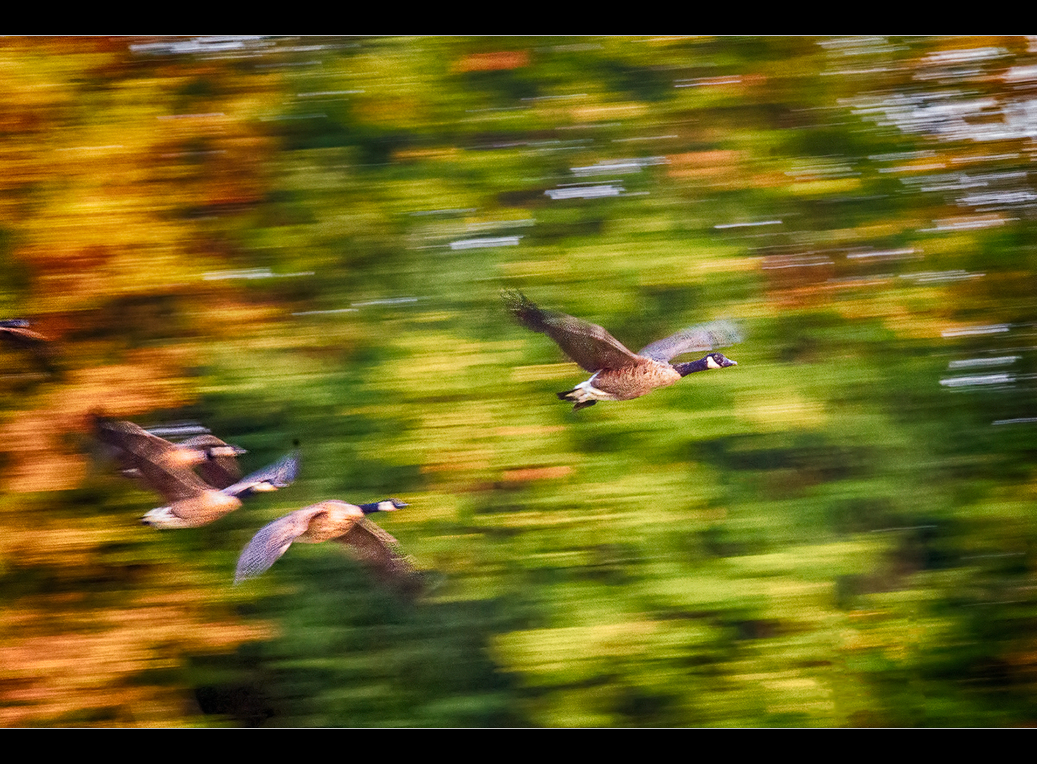 Impression fliegender Kanadagänse