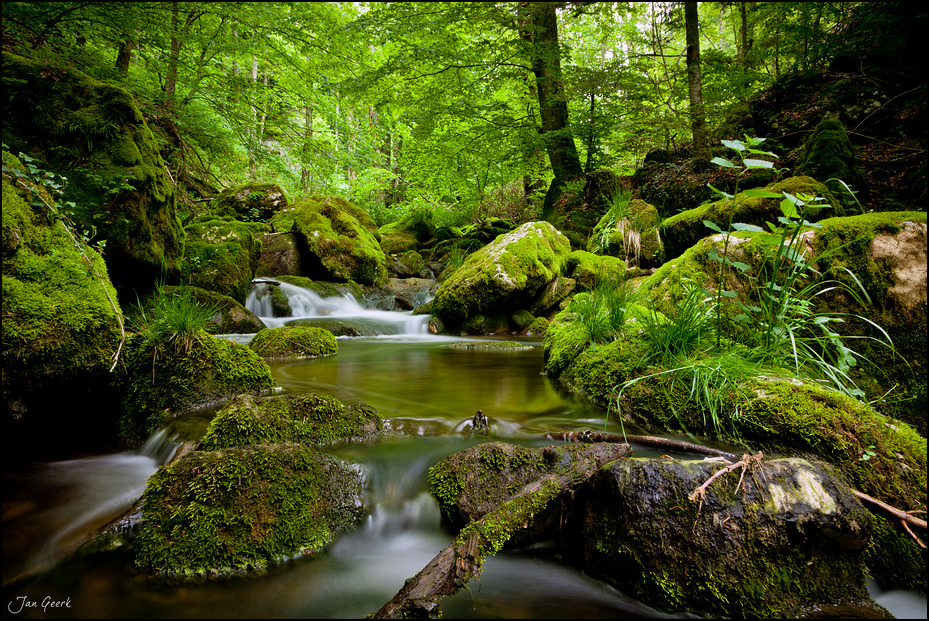 Impression in Grün