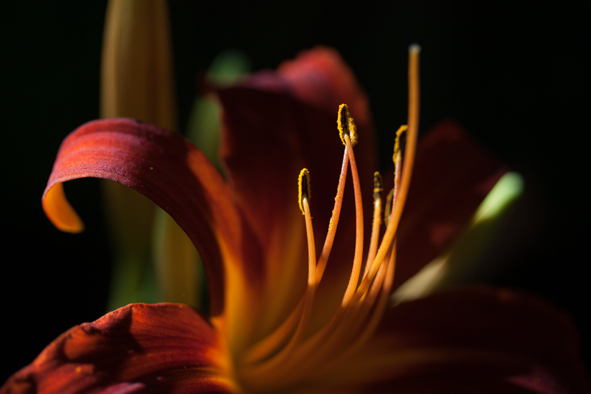 Impression in rot gelb und orange, mit der Sehnsucht nach Sommer