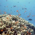 Impression Korallenmeer