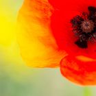 Impression mit Mohn