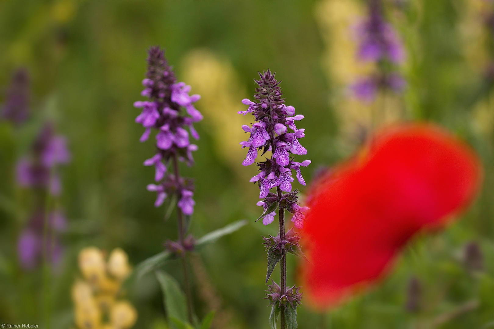 Impression mit Mohn