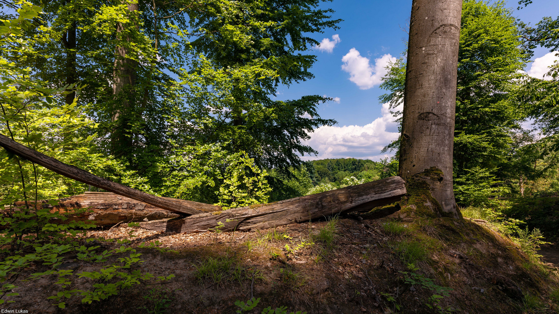 Impression Odenwald