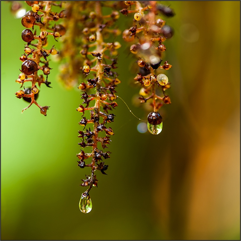 impression of the subtropical rainforest