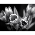 Impression of tulips