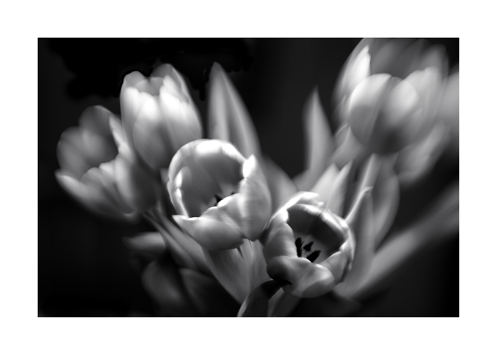 Impression of tulips