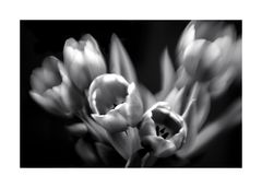 Impression of tulips