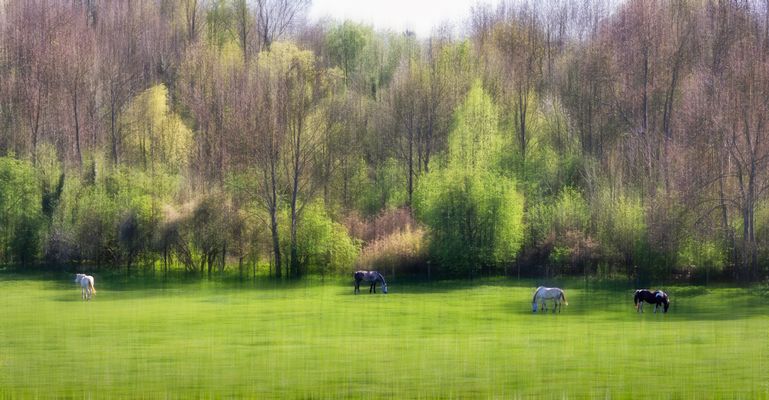 Impression  pastorale 