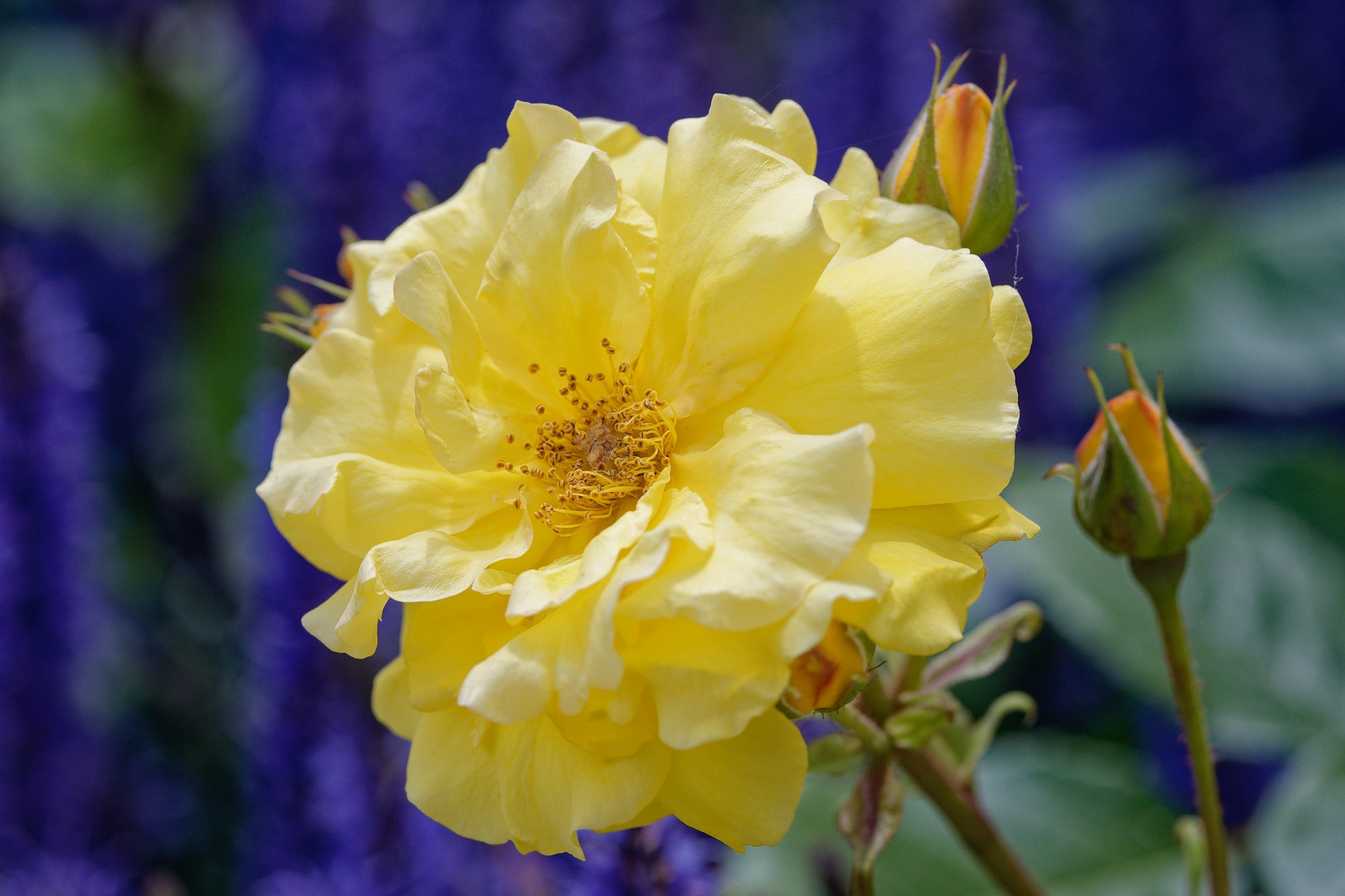 Impression Rosenblüte Mainau