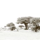 Impression Ruaha-Nationalpark