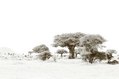 Impression Ruaha-Nationalpark