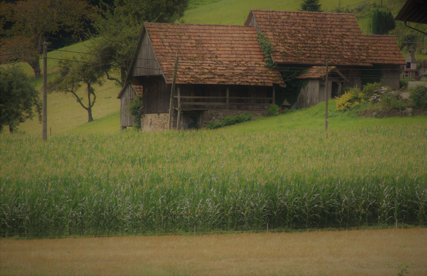 Impression Schwarzwald