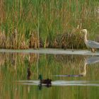 Impression Schwenninger Moos