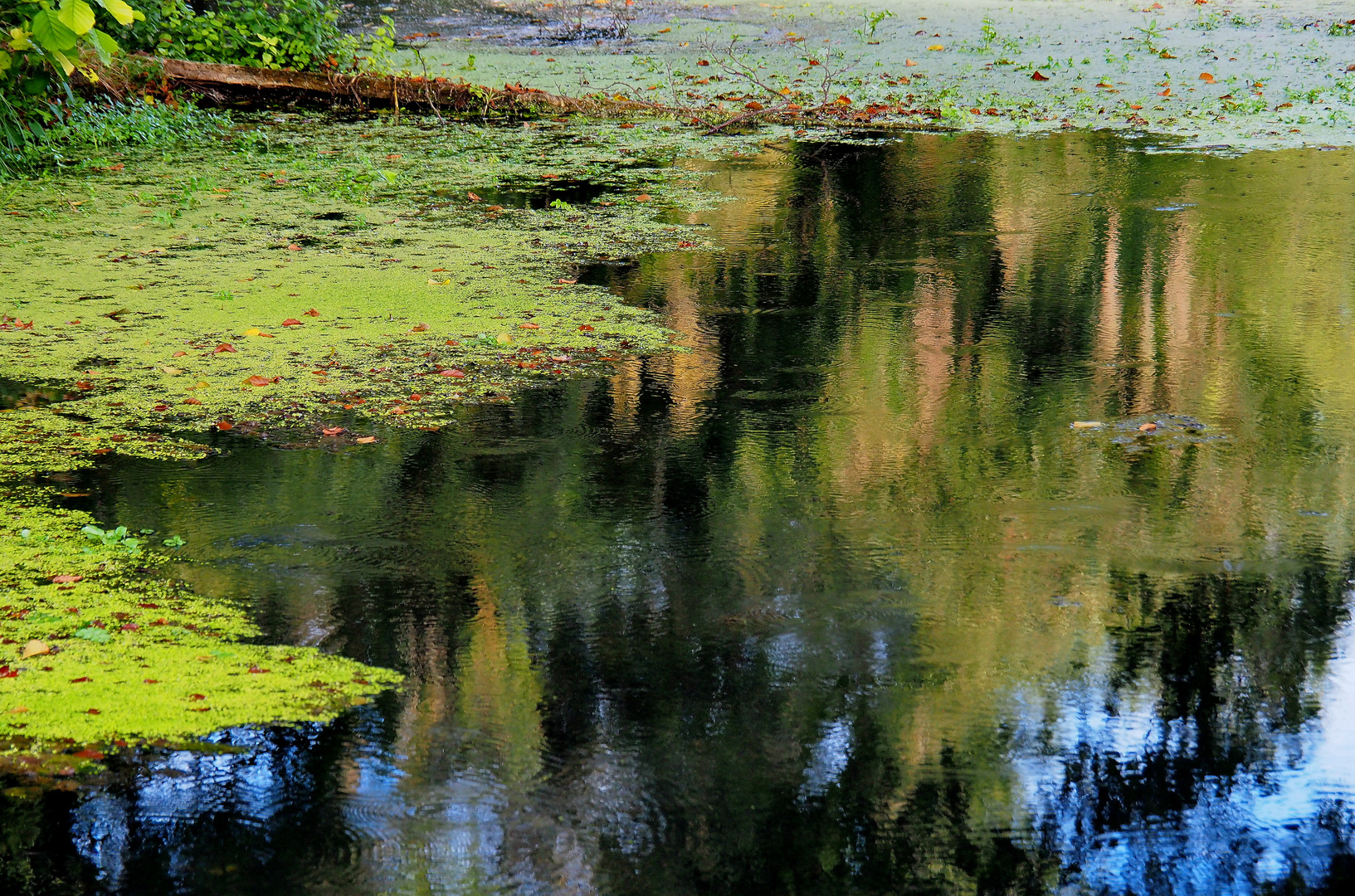 Impression sur l’étang