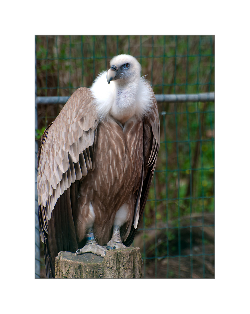 Impression Vivarium Darmstadt - Greifvogel