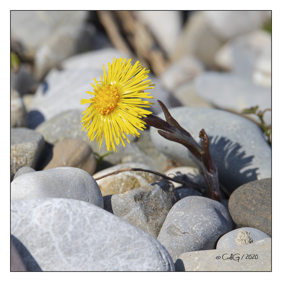 Impression vom Frühling 