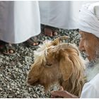 Impression vom wöchentlichen Viehmarkt in Nizwa (Oman)