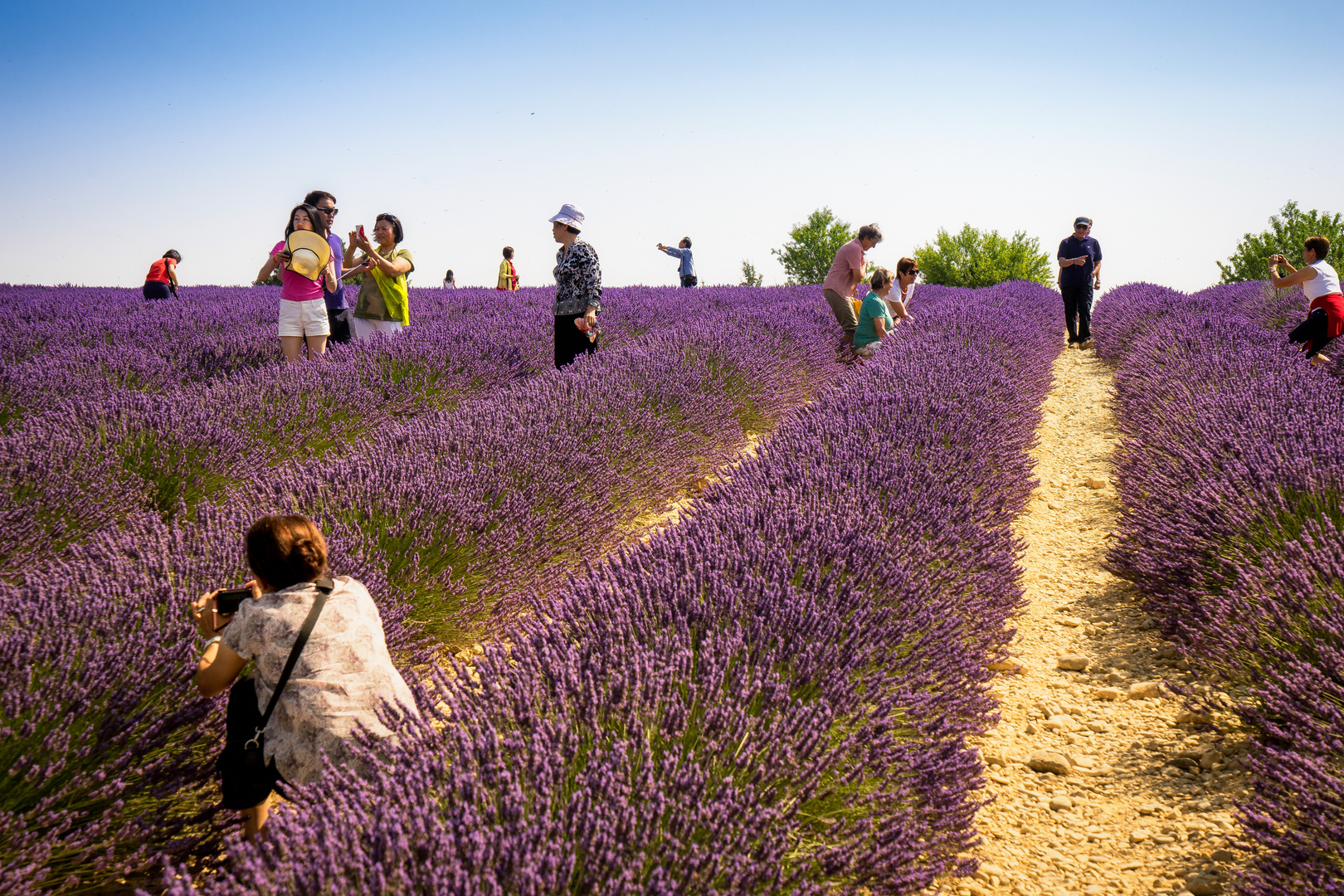 Impression von den Lavendelfeldern in der Provence