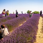 Impression von den Lavendelfeldern in der Provence