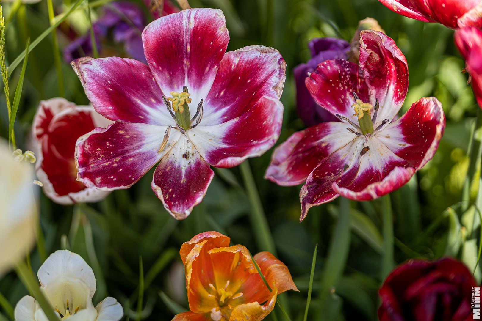 Impression von der Landesgartenschau in Fulda