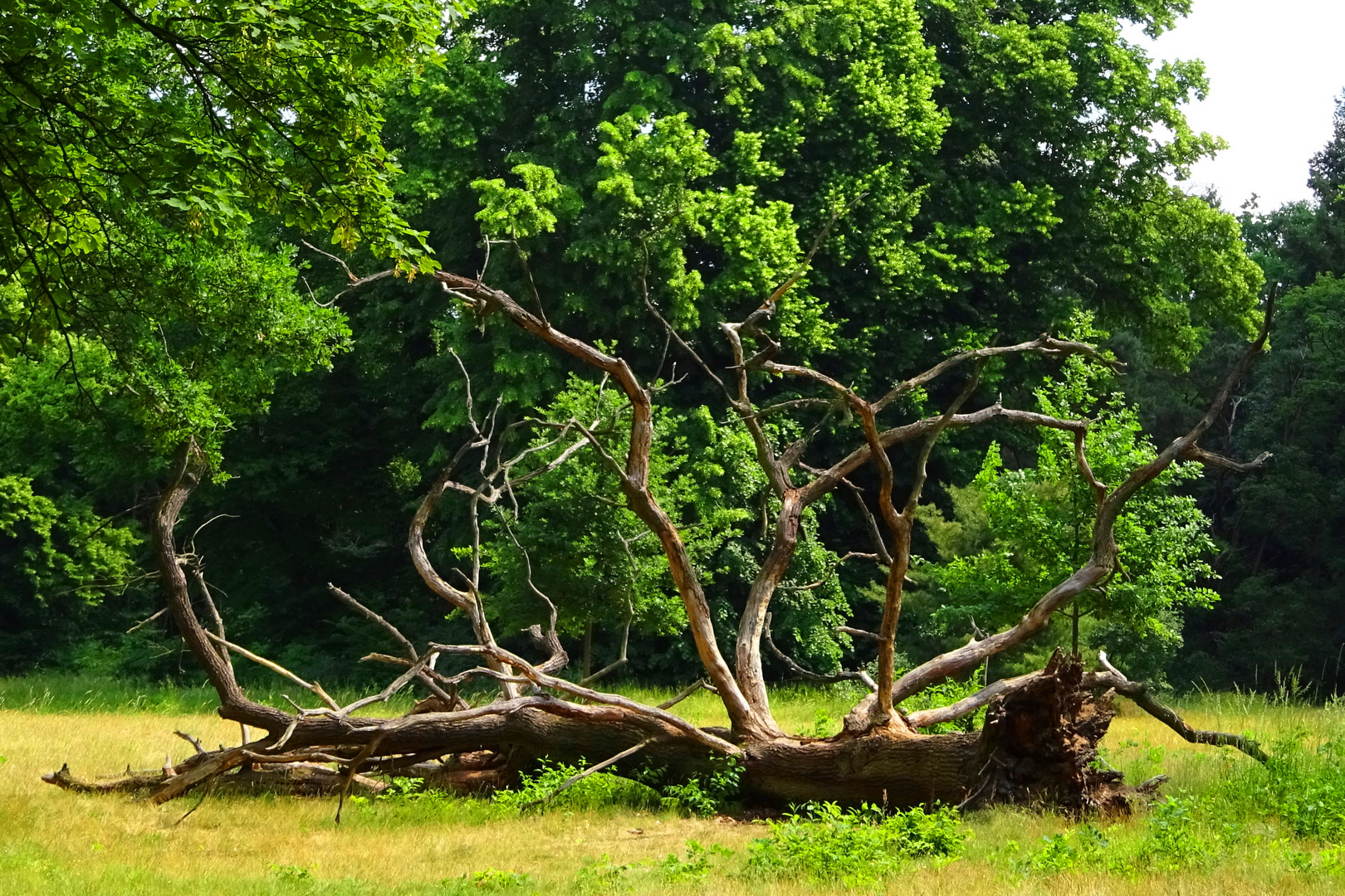 Impression von der Pfaueninsel