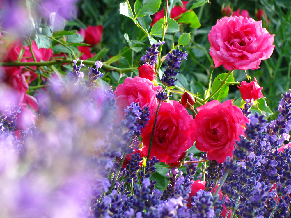44+ Lavendel Und Rosen Balkon, Die kleinen schwarzen tierchen lassen